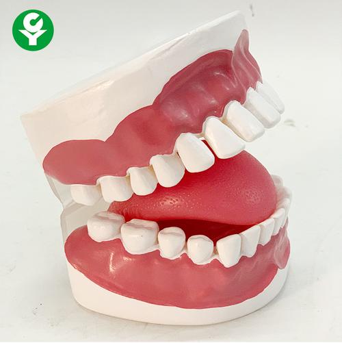 中型护理牙带牙龈牙齿带牙缝牙科演示教学模型人体口腔舌头模型